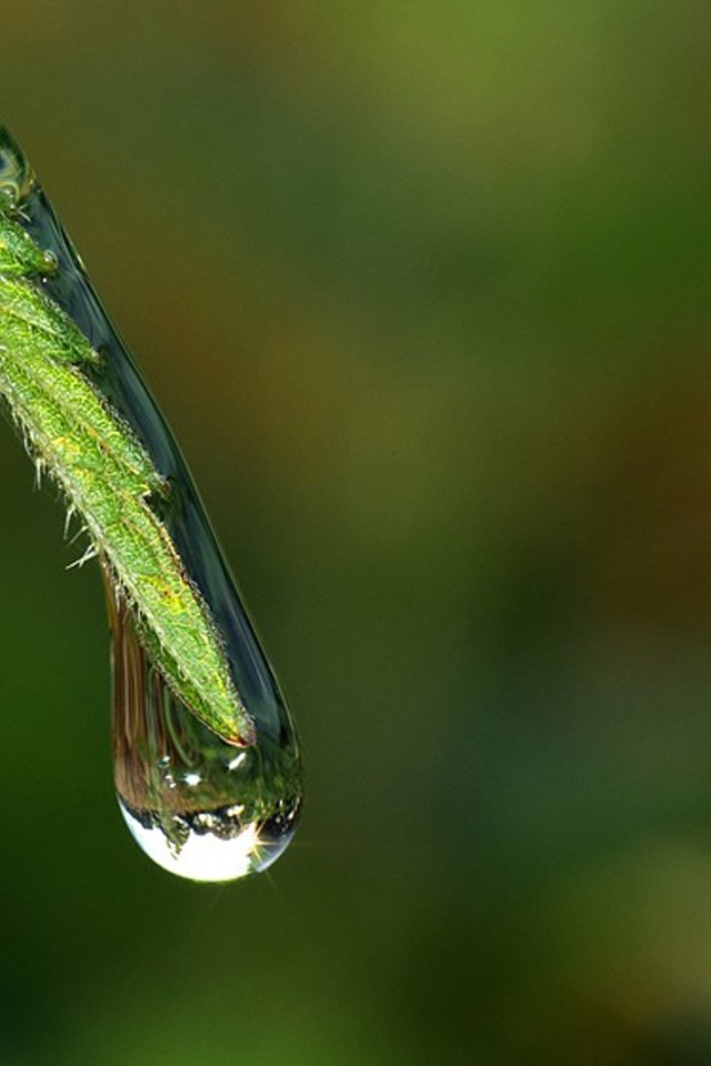 Обои трава, вода, природа, роса, капля, стебель, grass, water, nature, rosa, drop, stem разрешение 4000x2346 Загрузить