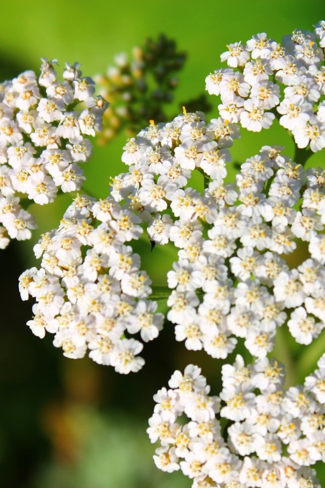 Обои цветы, белый, соцветия, боке, тысячелистник, flowers, white, inflorescence, bokeh, yarrow разрешение 4272x2848 Загрузить