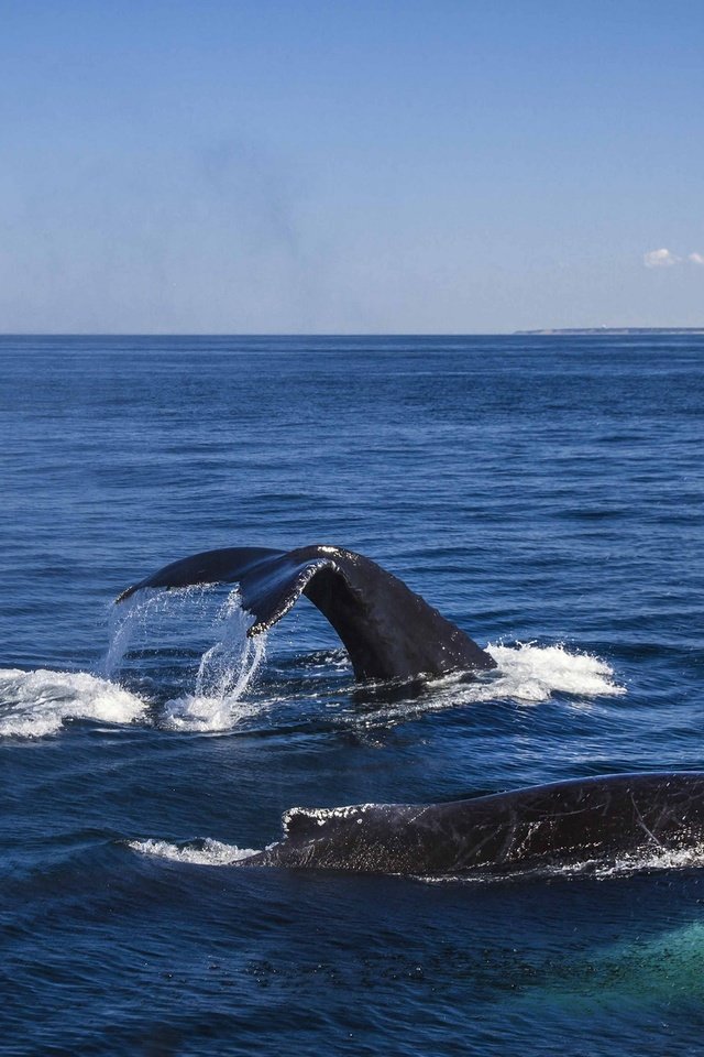 Обои вода, океан, киты, кашалот, water, the ocean, whales, sperm whale разрешение 2048x1340 Загрузить