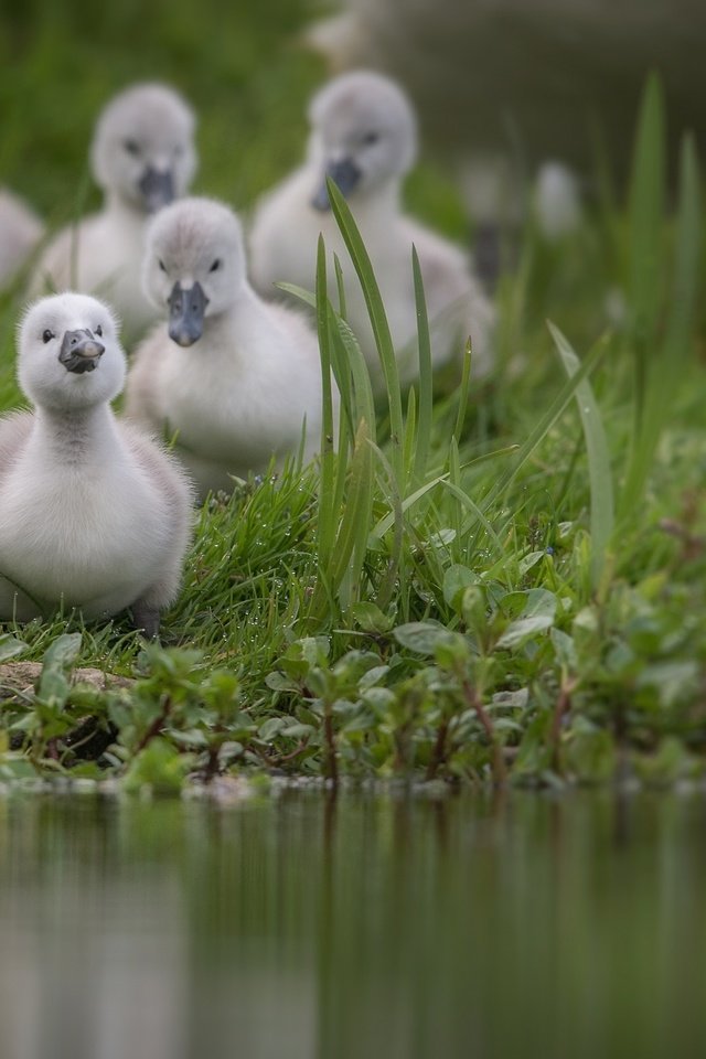 Обои трава, вода, птицы, пруд, лебедь, птенцы, grass, water, birds, pond, swan, chicks разрешение 2000x1333 Загрузить