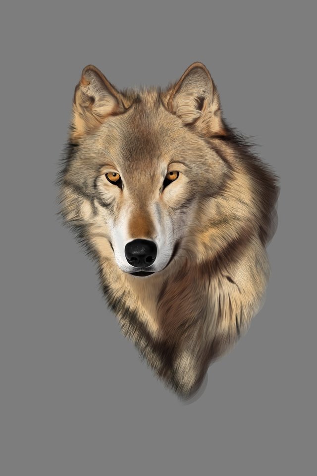 Обои фон, взгляд, хищник, волк, голова, background, look, predator, wolf, head разрешение 3365x2108 Загрузить