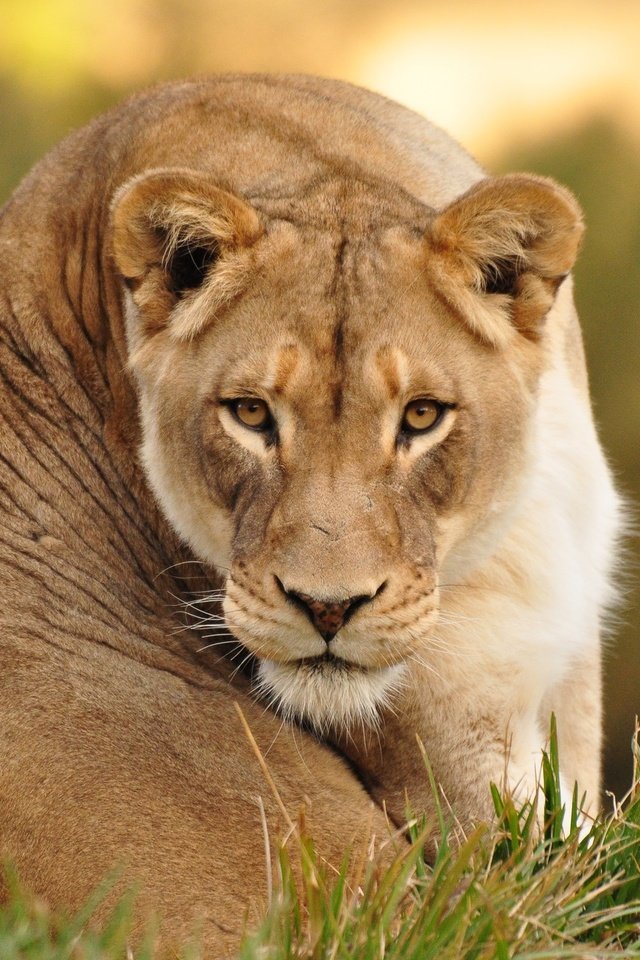 Обои взгляд, отдых, животное, львы, львица, look, stay, animal, lions, lioness разрешение 2000x1328 Загрузить