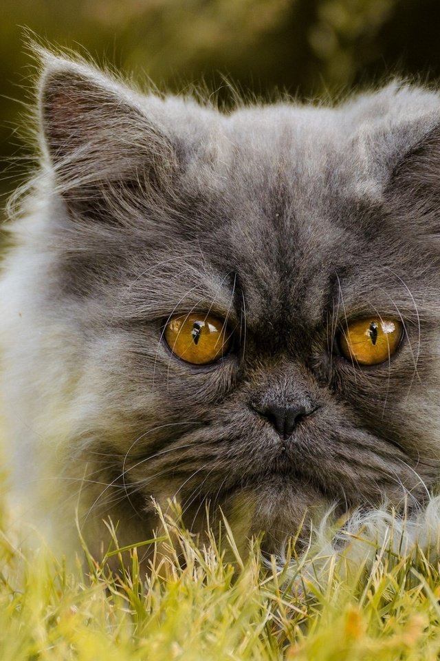 Обои трава, кот, мордочка, усы, кошка, взгляд, перс, grass, cat, muzzle, mustache, look, pers разрешение 1920x1200 Загрузить