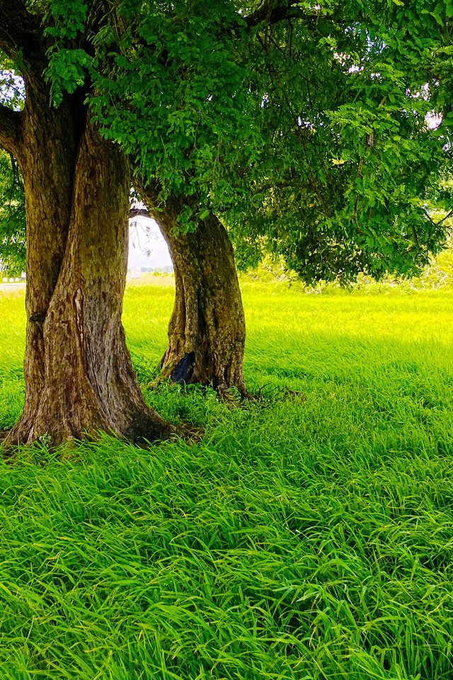 Обои трава, деревья, природа, парк, лето, газон, grass, trees, nature, park, summer, lawn разрешение 3840x2400 Загрузить