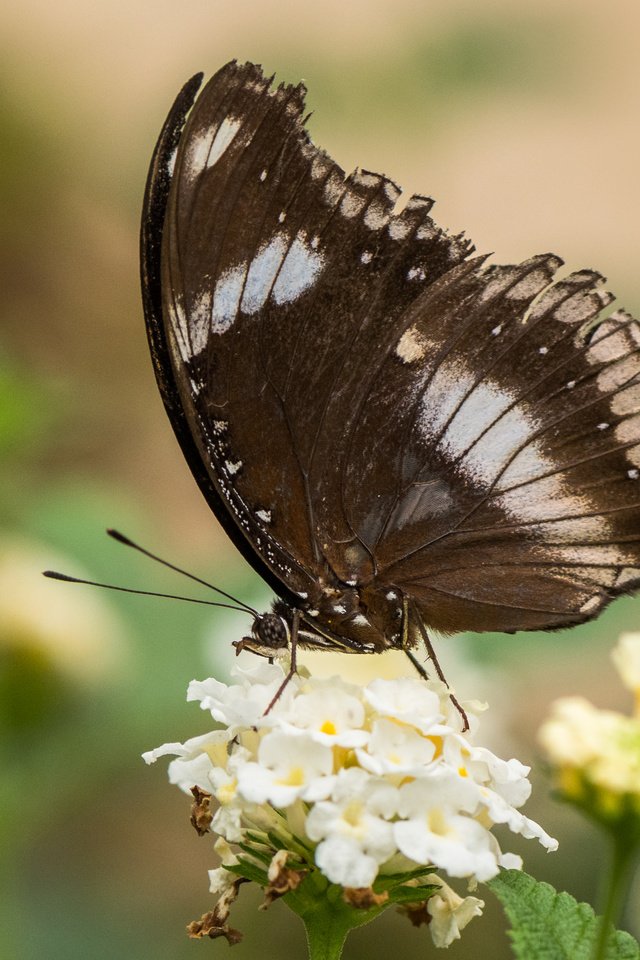 Обои цветы, природа, насекомое, бабочка, крылья, lynn griffiths, flowers, nature, insect, butterfly, wings разрешение 4356x2904 Загрузить