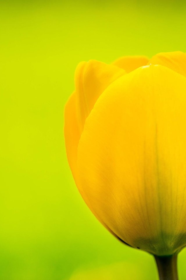 Обои желтый, цветок, бутон, тюльпан, flemming ege, yellow, flower, bud, tulip разрешение 1920x1200 Загрузить