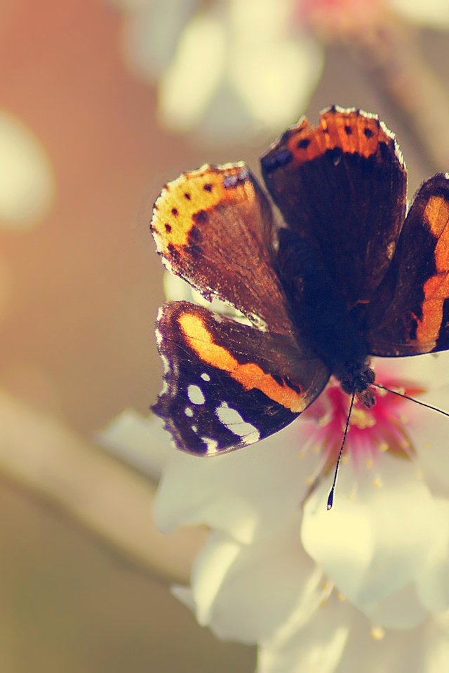 Обои цветы, насекомое, бабочка, крылья, flowers, insect, butterfly, wings разрешение 4592x3056 Загрузить