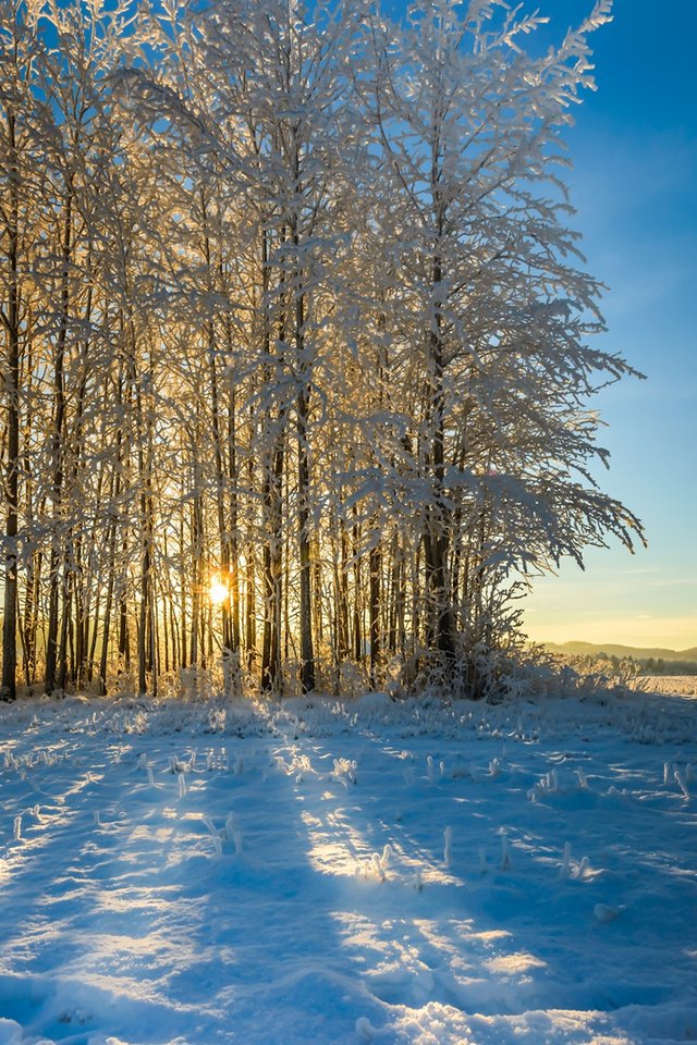 Обои небо, деревья, снег, природа, лес, зима, утро, the sky, trees, snow, nature, forest, winter, morning разрешение 1920x1200 Загрузить