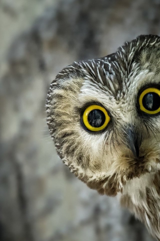 Обои глаза, сова, взгляд, птица, клюв, перья, eyes, owl, look, bird, beak, feathers разрешение 1920x1200 Загрузить