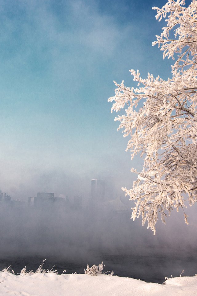 Обои небо, снег, природа, дерево, зима, туман, иней, the sky, snow, nature, tree, winter, fog, frost разрешение 1920x1200 Загрузить