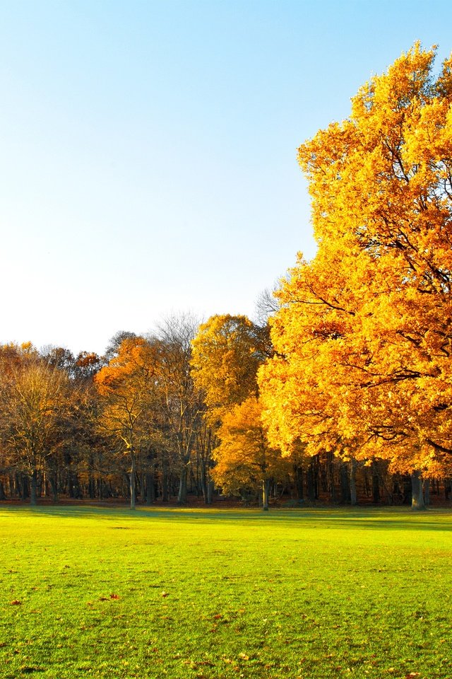 Обои небо, деревья, природа, пейзаж, осень, трава., the sky, trees, nature, landscape, autumn, grass. разрешение 7124x3426 Загрузить