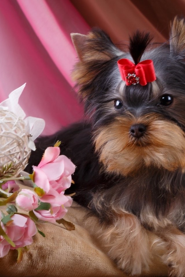 Обои цветы, розы, собака, девочка, щенок, бантик, йоркширский терьер, flowers, roses, dog, girl, puppy, bow, yorkshire terrier разрешение 1920x1200 Загрузить