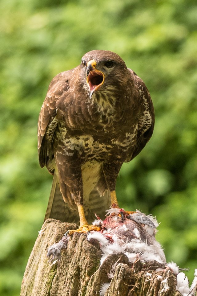 Обои птица, клюв, перья, пень, канюк, lynn griffiths, хищная птица, bird, beak, feathers, stump, buzzard, bird of prey разрешение 2509x1675 Загрузить