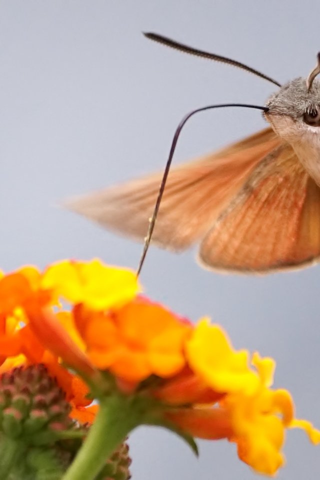 Обои цветы, макро, бабочка, мотылек, flowers, macro, butterfly, moth разрешение 1920x1080 Загрузить