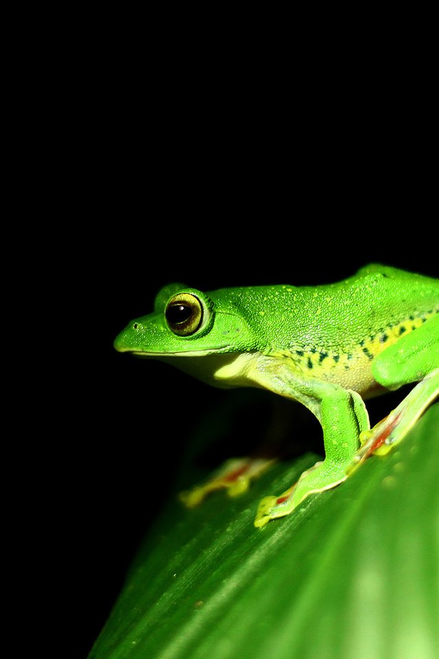 Обои лист, лягушка, черный фон, земноводные, sheet, frog, black background, amphibians разрешение 2560x1440 Загрузить