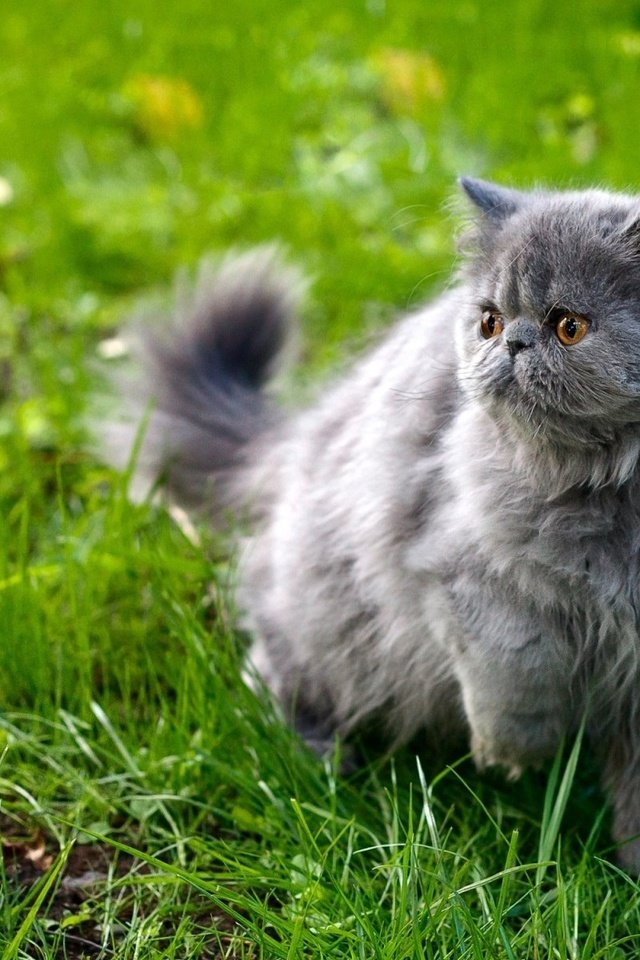 Обои трава, кот, мордочка, усы, кошка, взгляд, персидская, grass, cat, muzzle, mustache, look, persian разрешение 1920x1200 Загрузить