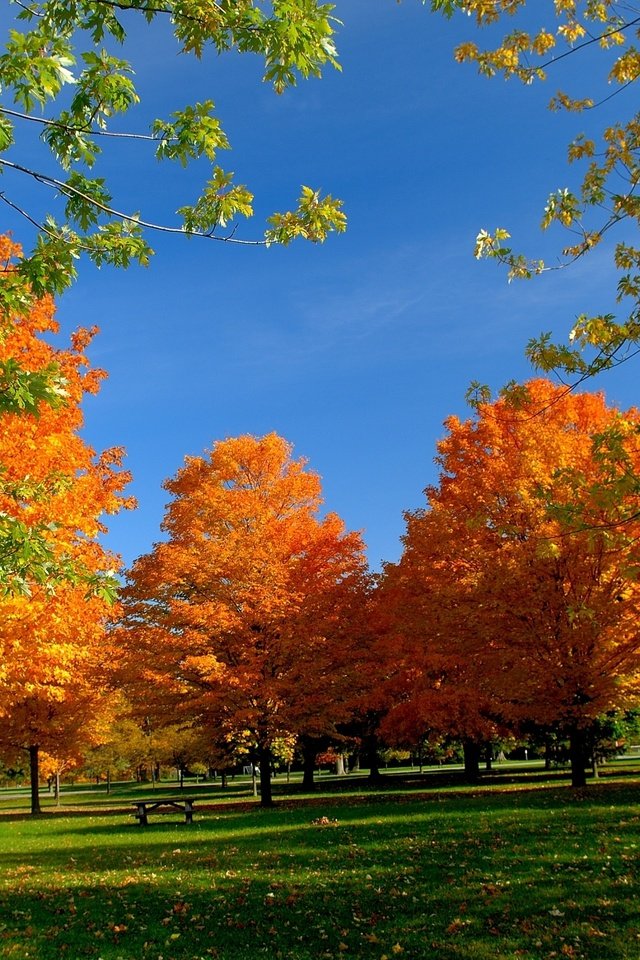 Обои небо, деревья, листья, осень, скамейка, пикник, the sky, trees, leaves, autumn, bench, picnic разрешение 2713x1760 Загрузить