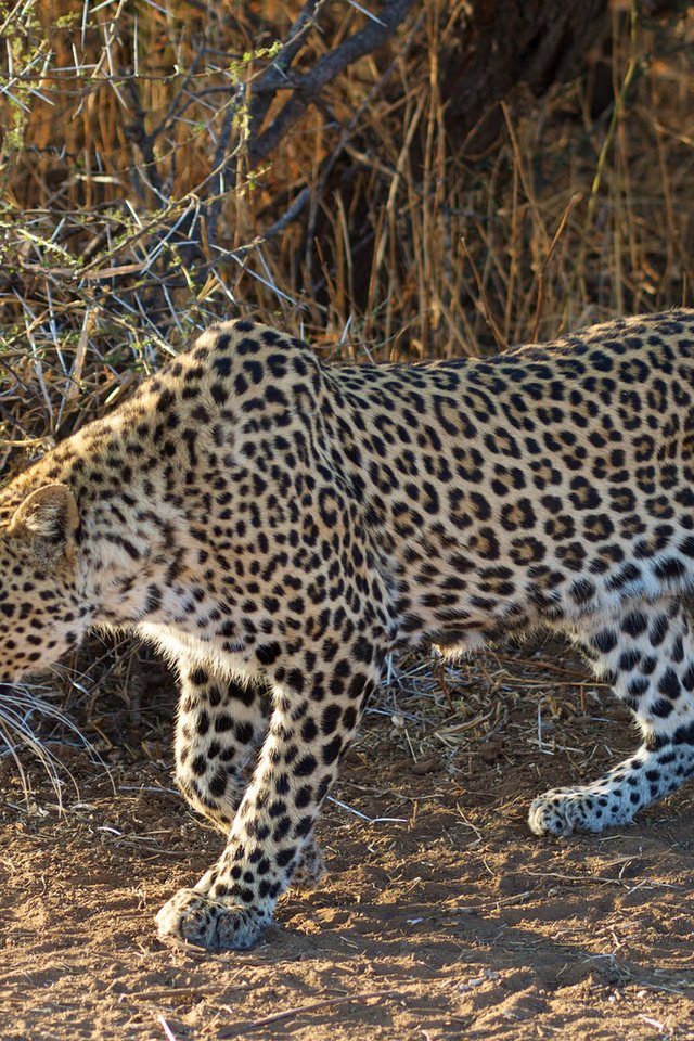 Обои леопард, крадётся, leopard, sneaks разрешение 1920x1080 Загрузить