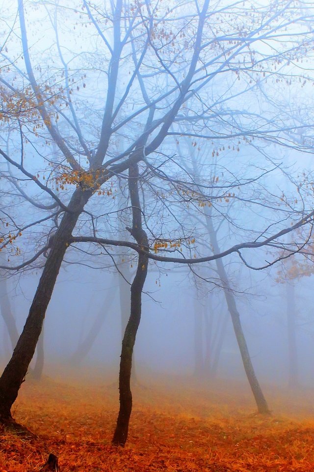 Обои деревья, лес, туман, осень, trees, forest, fog, autumn разрешение 2560x1707 Загрузить