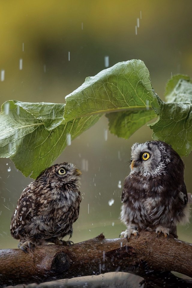 Обои лист, птицы, дождь, парочка, зонтик, коряга, совы, tanja brandt, sheet, birds, rain, a couple, umbrella, snag, owls разрешение 2048x1363 Загрузить
