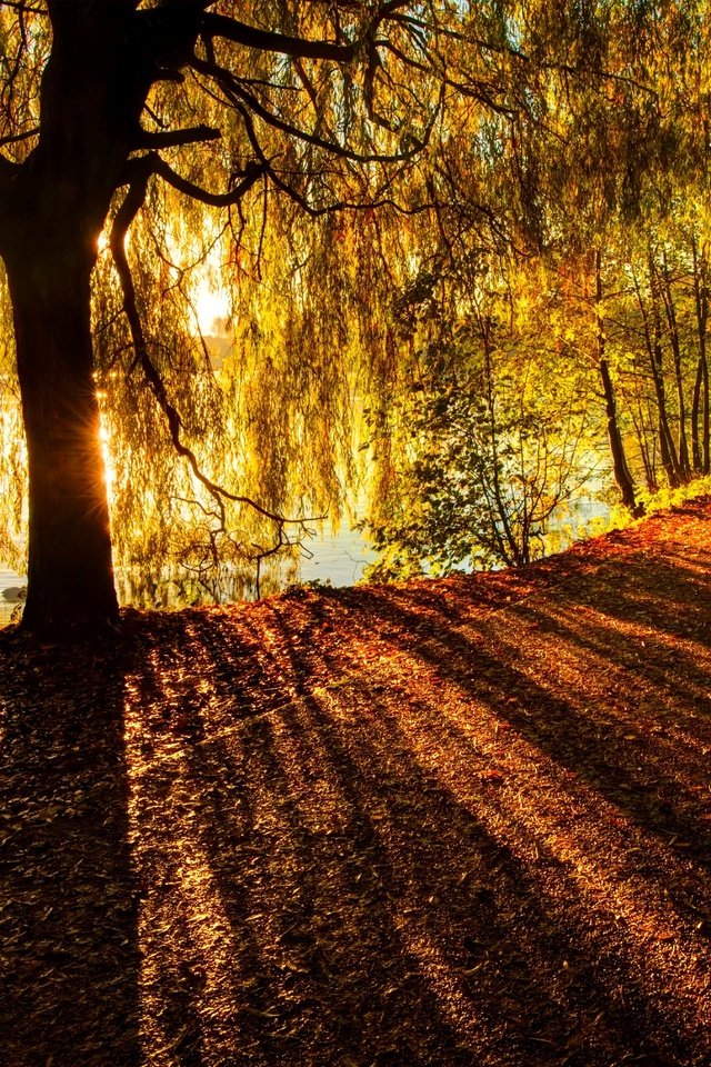 Обои река, дерево, лучи, ветви, осень, солнечный свет, river, tree, rays, branch, autumn, sunlight разрешение 6078x4041 Загрузить