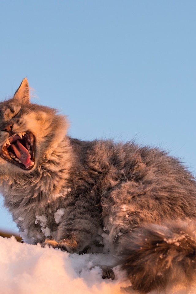 Обои снег, кот, мордочка, кошка, зевает, snow, cat, muzzle, yawns разрешение 3189x2289 Загрузить