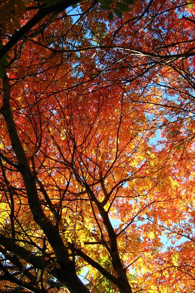 Обои деревья, солнце, листья, осень, рябина, trees, the sun, leaves, autumn, rowan разрешение 3648x2736 Загрузить