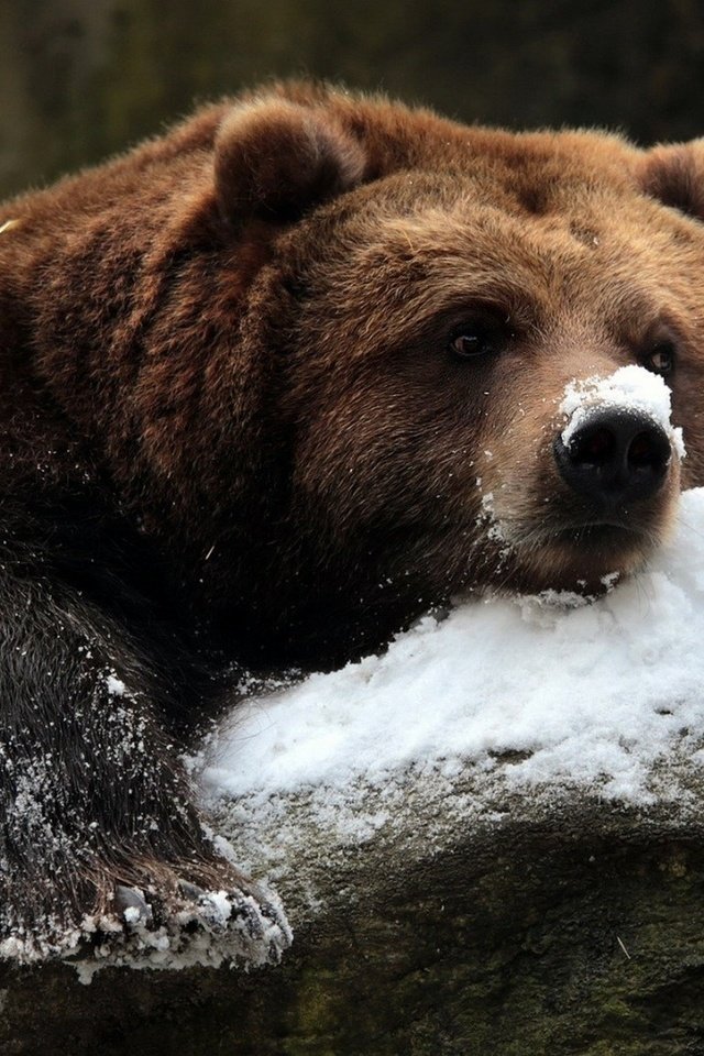 Обои снег, камни, зима, медведь, гризли, snow, stones, winter, bear, grizzly разрешение 1920x1200 Загрузить