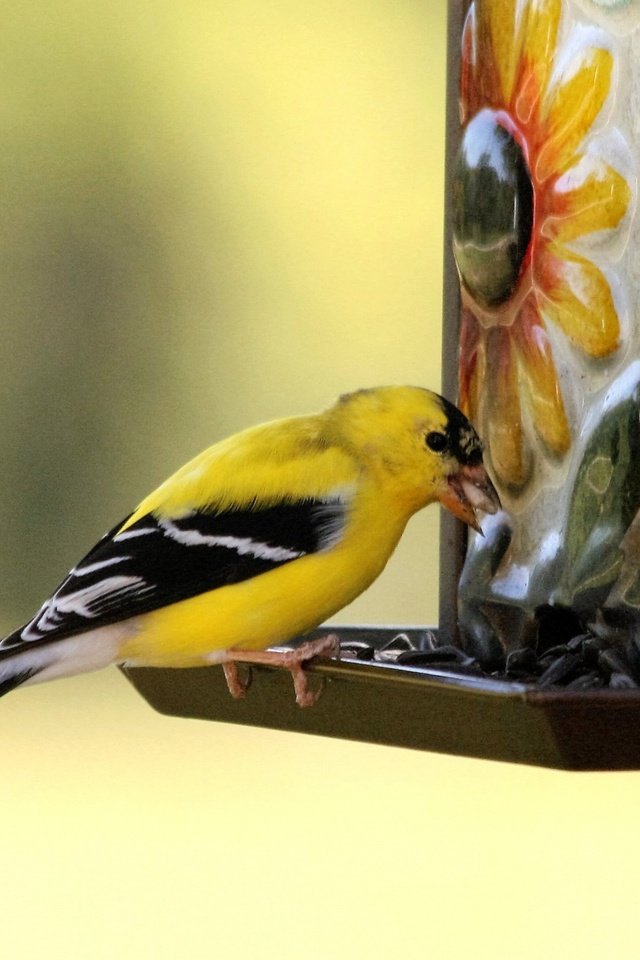 Обои птица, клюв, щегол, кормушка, птаха, american goldfinch, bird, beak, goldfinch, feeder, the american goldfinch разрешение 1920x1280 Загрузить