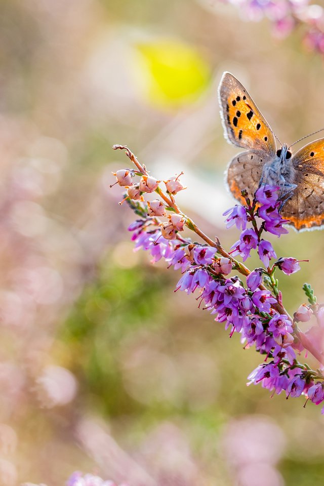 Обои цветы, макро, насекомое, бабочка, крылья, размытость, flowers, macro, insect, butterfly, wings, blur разрешение 3840x2400 Загрузить