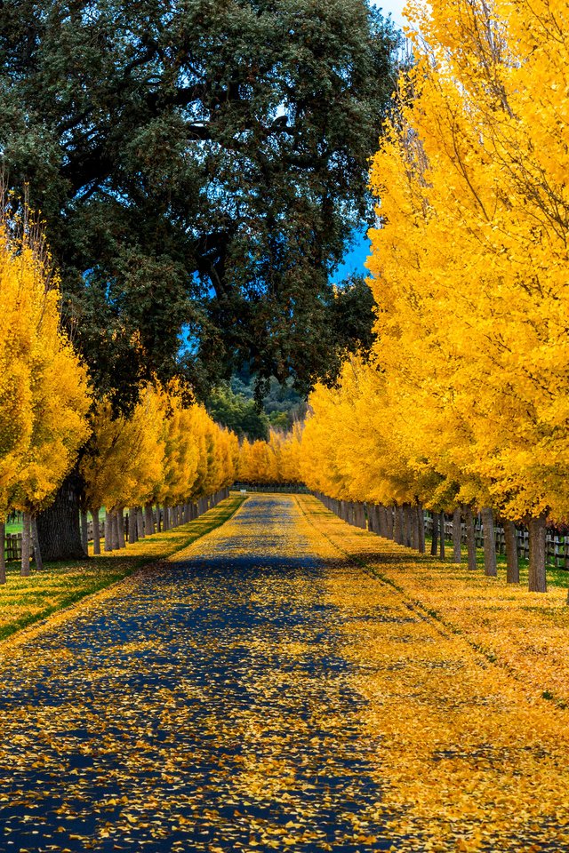 Обои дорога, деревья, природа, листья, парк, осень, забор, аллея, road, trees, nature, leaves, park, autumn, the fence, alley разрешение 3840x2400 Загрузить