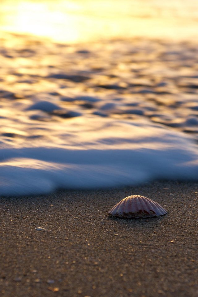 Обои пейзаж, море, песок, пляж, ракушка, landscape, sea, sand, beach, shell разрешение 1920x1200 Загрузить