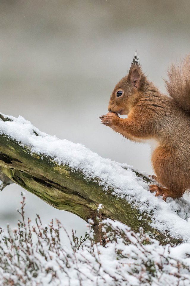 Обои белка, белочка, protein, squirrel разрешение 1920x1200 Загрузить