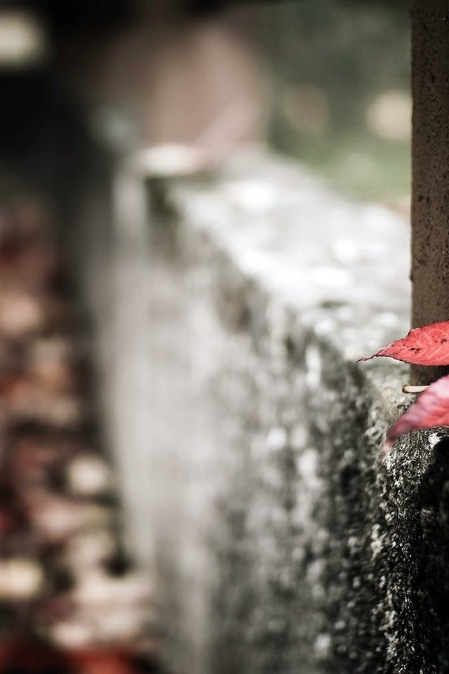 Обои макро, осень, забор, лист, macro, autumn, the fence, sheet разрешение 1920x1200 Загрузить