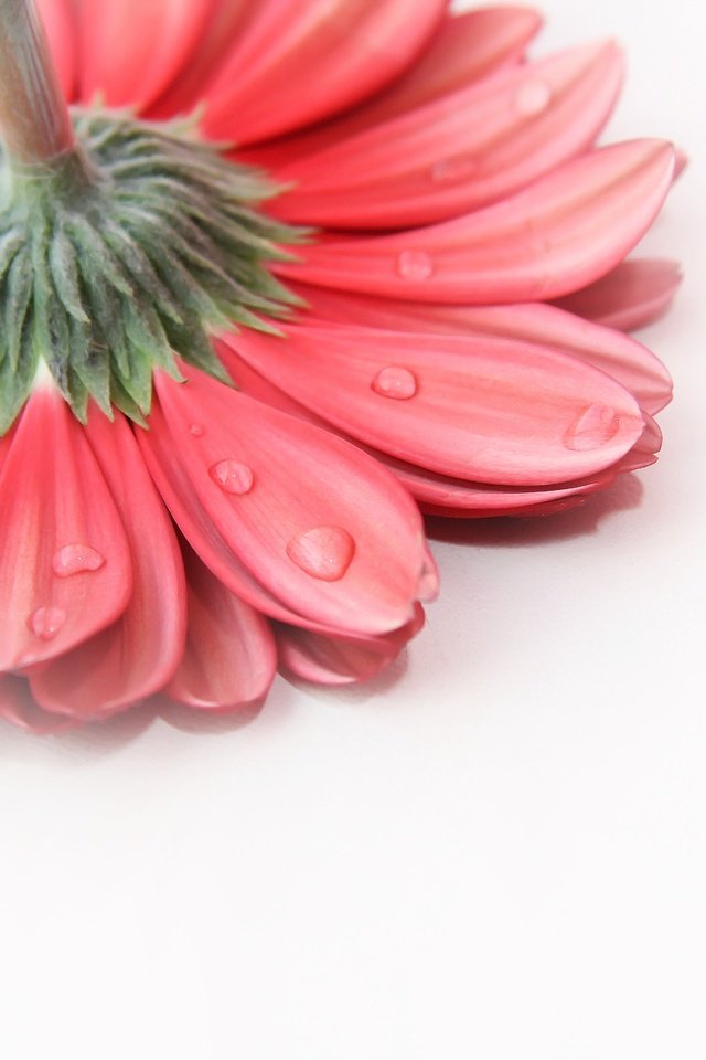 Обои фон, цветок, капли, лепестки, гербера, background, flower, drops, petals, gerbera разрешение 1920x1280 Загрузить