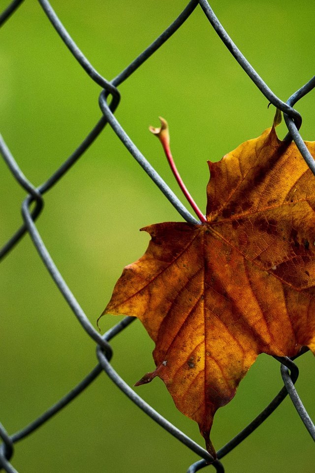 Обои макро, осень, лист, сетка, кленовый лист, рабица, macro, autumn, sheet, mesh, maple leaf, netting разрешение 3800x2712 Загрузить