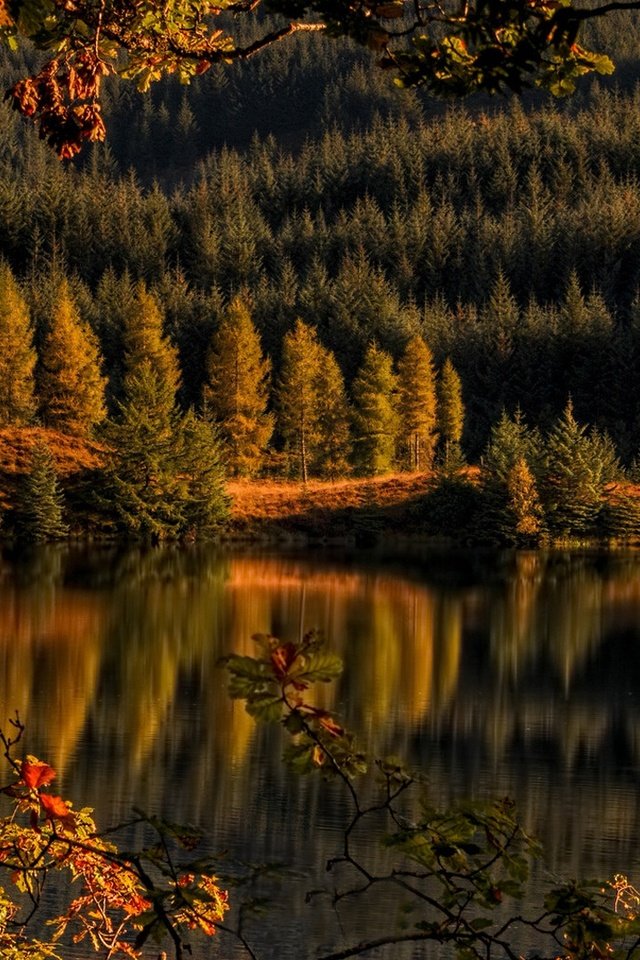 Обои деревья, achray forest, loch drunkie, озеро, лес, отражение, осень, шотландия, озеро дранки, троссачс, trees, lake, forest, reflection, autumn, scotland, lake shingles, trossachs разрешение 2160x1080 Загрузить