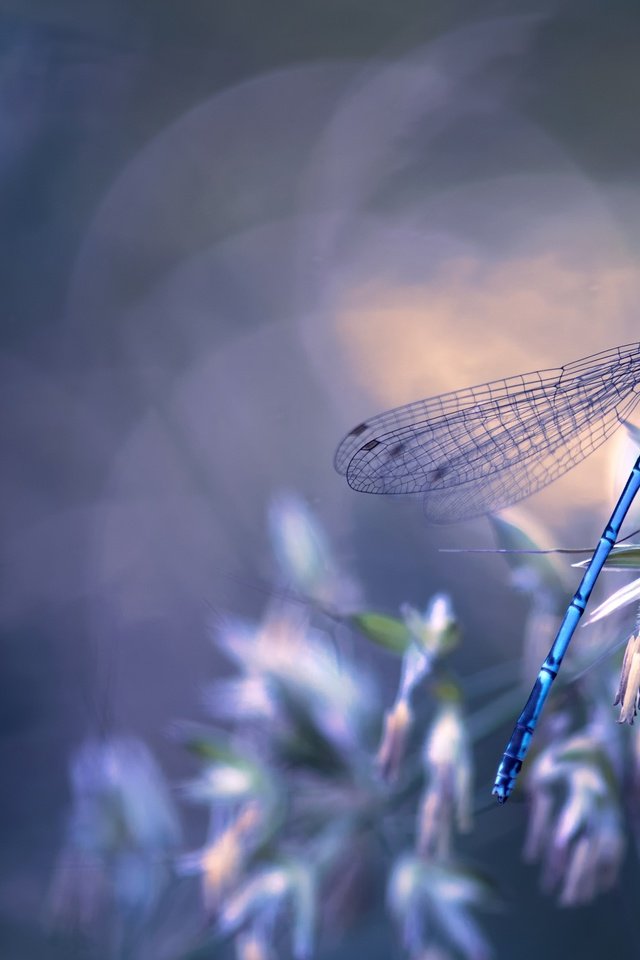 Обои природа, макро, насекомое, крылья, стрекоза, боке, травинка, nature, macro, insect, wings, dragonfly, bokeh, a blade of grass разрешение 4043x2682 Загрузить