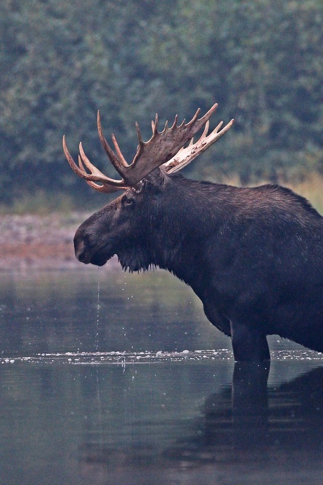 Обои река, природа, рога, лось, river, nature, horns, moose разрешение 2048x1293 Загрузить