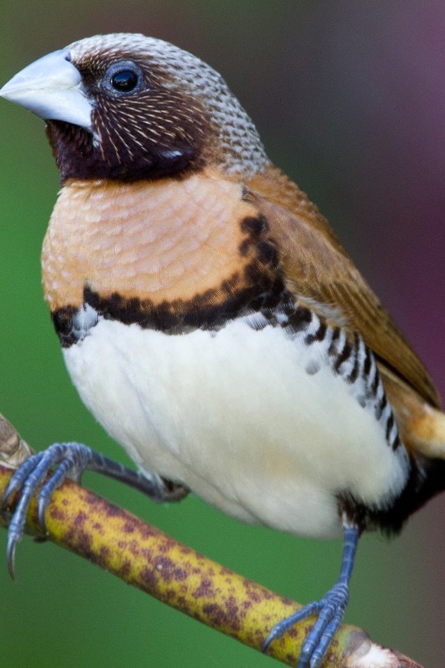 Обои ветка, птица, клюв, амадина, каштановогрудая амадина, branch, bird, beak, amadina, castroverde amadina разрешение 2048x1504 Загрузить