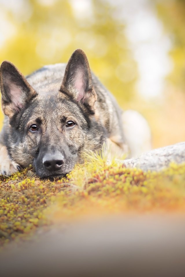 Обои мордочка, взгляд, собака, немецкая овчарка, muzzle, look, dog, german shepherd разрешение 2560x1628 Загрузить