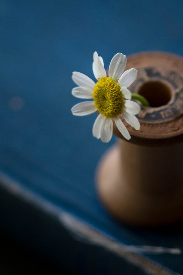 Обои цветок, лепестки, стол, ромашка, катушка, julie jablonski, flower, petals, table, daisy, coil разрешение 2048x1376 Загрузить