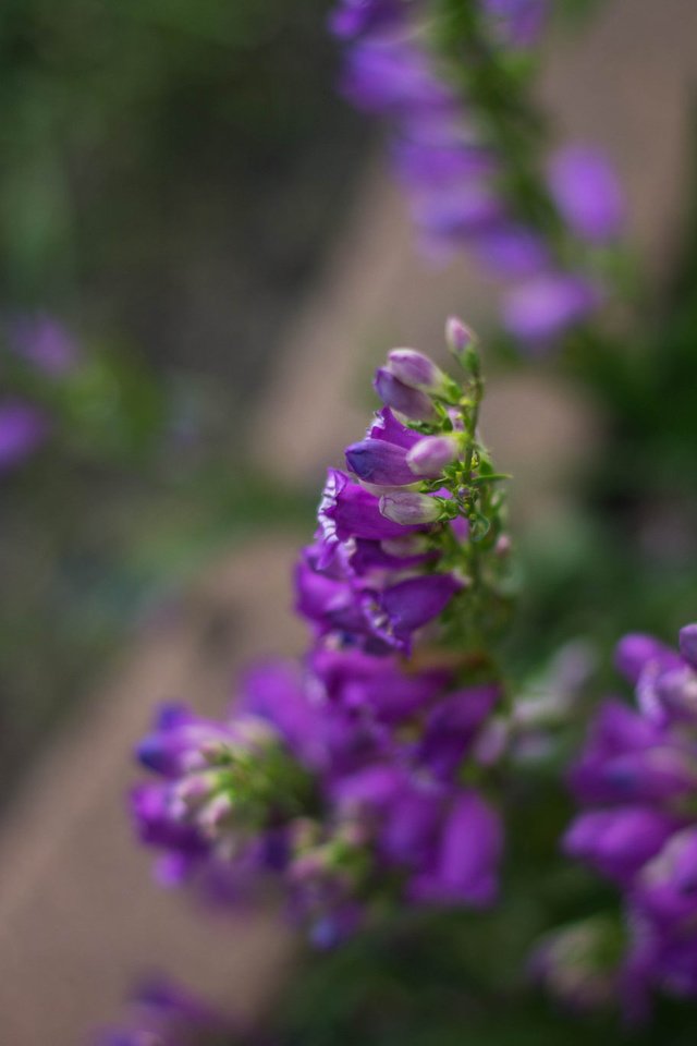 Обои цветы, размытость, сиреневые цветы, julie jablonski, flowers, blur, purple flowers разрешение 2048x1365 Загрузить