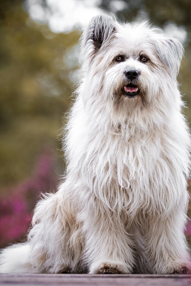 Обои глаза, цветы, взгляд, собака, вест-хайленд-уайт-терьер, бетти, eyes, flowers, look, dog, the west highland white terrier, betty разрешение 1920x1200 Загрузить