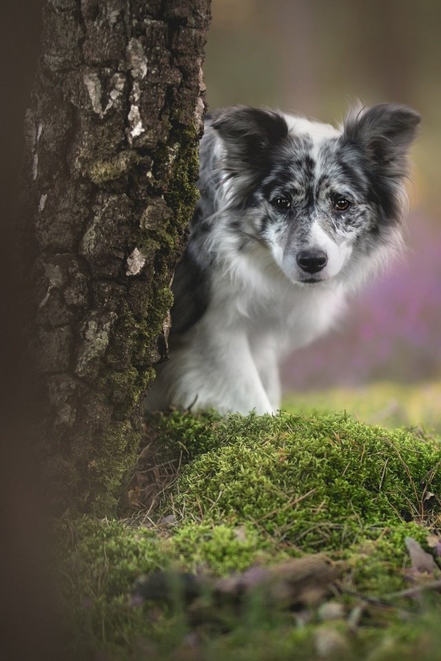 Обои цветы, дерево, взгляд, собака, мох, боке, бордер-колли, flowers, tree, look, dog, moss, bokeh, the border collie разрешение 1920x1200 Загрузить