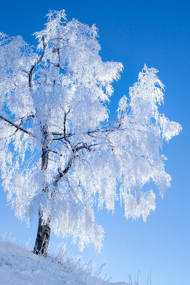 Обои небо, снег, природа, дерево, зима, иней, romain guy, the sky, snow, nature, tree, winter, frost разрешение 1920x1200 Загрузить