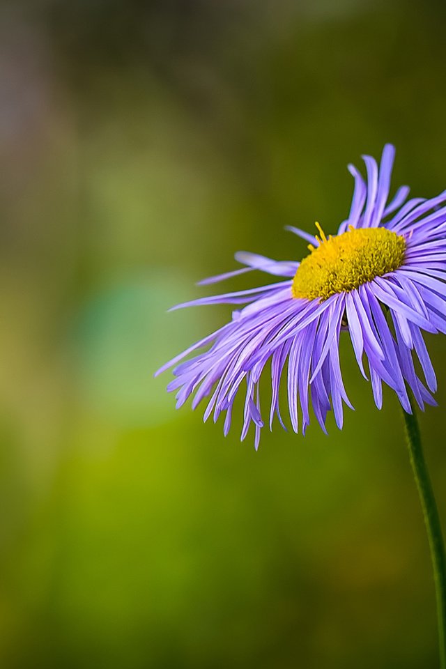 Обои цветок, лепестки, размытость, стебель, боке, flower, petals, blur, stem, bokeh разрешение 1920x1200 Загрузить