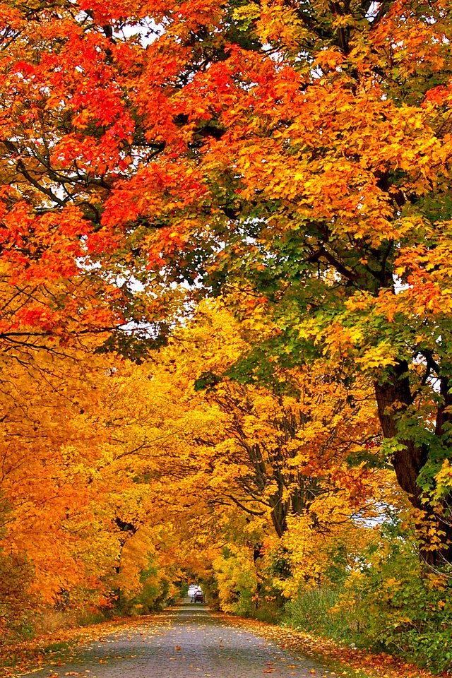 Обои деревья, природа, листья, парк, осень, лес.парк, trees, nature, leaves, park, autumn, forest.park разрешение 2880x1800 Загрузить