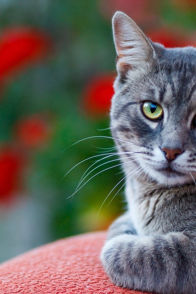 Обои кот, мордочка, усы, кошка, взгляд, боке, cat, muzzle, mustache, look, bokeh разрешение 2136x1424 Загрузить