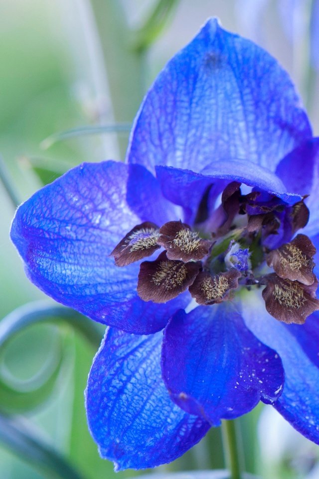 Обои природа, цветок, лепестки, дельфиниум, nature, flower, petals, delphinium разрешение 4288x2848 Загрузить